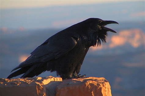 Common Raven and American Crow Identification - NatureMapping