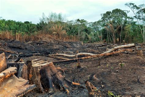 result of the deforestation of the rainforest with burnt down fi ...