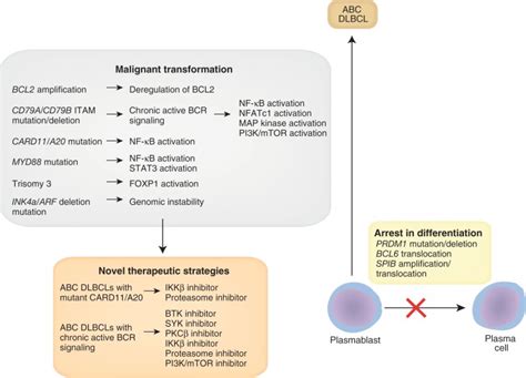 The molecular biology of diffuse large B-cell lymphoma. - Abstract ...