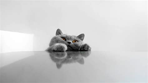 Cute Cat Wallpaper (71+ pictures) - WallpaperSet