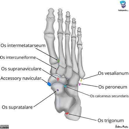 Yang bersendi dengan talus ke distal a. Os cuneiforme b. Os calcaneus c. Os crur...