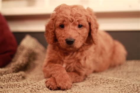 Teddy, red Goldendoodle puppy at 6 weeks old from RiverValleyDoodles.com - 2013 Maggie litter ...