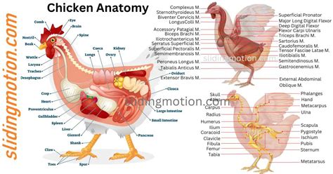 Ultimate Guide to Chicken Anatomy: Parts, Functions & Diagram