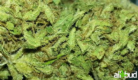 Berry White Marijuana Strain Information & Reviews | AllBud