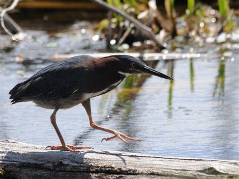 Randonnée au Parc Nature Bois-de-l'Ile-Bizard Nature Park | Flickr