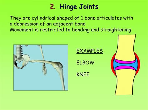 PPT - JOINTS PowerPoint Presentation, free download - ID:89428