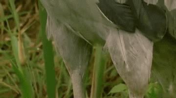 Shoebill GIFs - Find & Share on GIPHY
