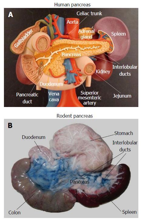 Mouse Pancreas Anatomy