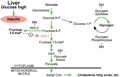 Phosphofructokinase 2 - Alchetron, The Free Social Encyclopedia