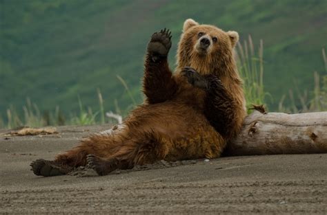 クマと遭遇、その時どうする!!?野生の獣と出くわしたら ｜E START マガジン