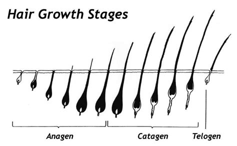 Eyelash growth cycle & biology of hair growth - My Beauty Salon Website