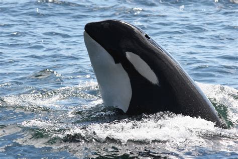 5 Of The Best Ways To See Orcas In San Juan Islands | Friday Harbor Hotels