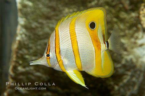 Copperband butterflyfish, Chelmon rostratus, #10996