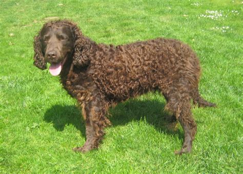 American Water Spaniel - Puppies, Rescue, Pictures, Information, Temperament, Characteristics ...