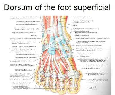 Muscles of the Foot and Ankle | Podiatry