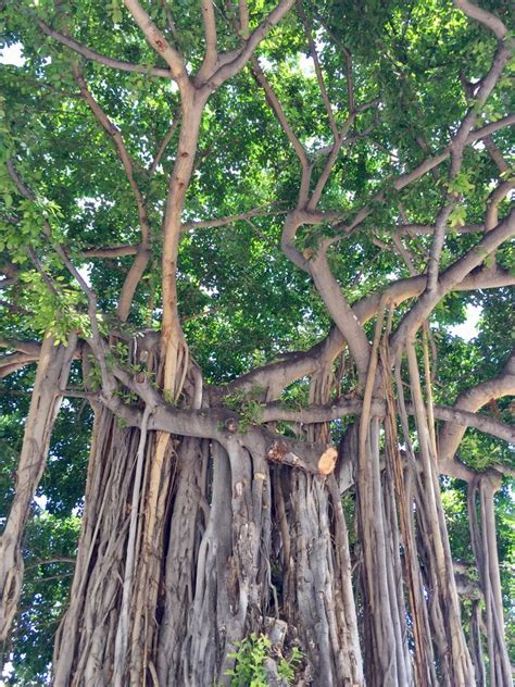 Banyan tree at Kūhiō Beach Park, Waikiki, Honolulu, Hawaii | Banyan tree, Waikiki, Hawaii