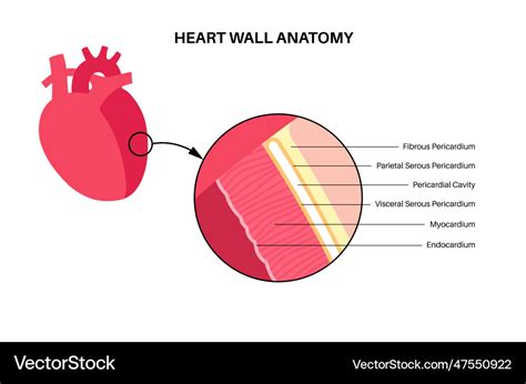 Heart wall anatomy Royalty Free Vector Image - VectorStock