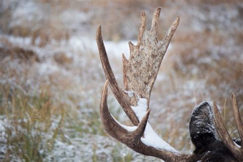 Meet the Animals From the Yukon Wildlife Preserve | Non Stop Destination