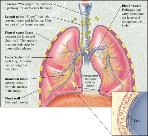 Lung Anatomy | Saint Luke's Health System