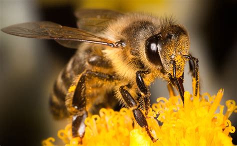 Het belang van wilde bijen voor ons bestaan | IkKiesNatuurlijk.nl