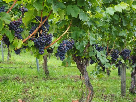 Free Images : grape, vineyard, fruit, food, produce, crop, blue, climber, agriculture, pods ...