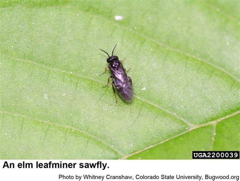 Elm Leafminer | NC State Extension Publications