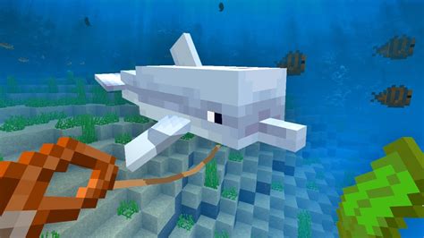 How to Tame a Dolphin in Minecraft? - YouTube