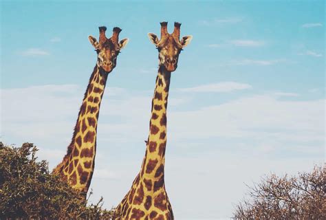 How the giraffe got its long neck