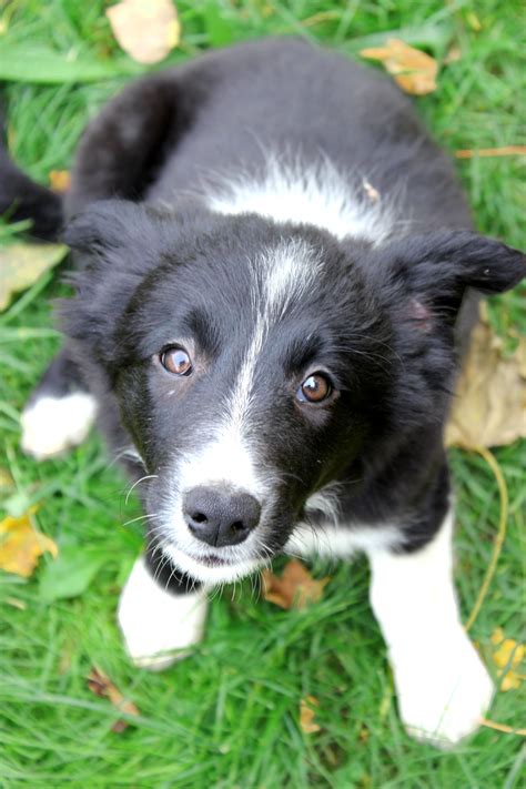 Border Collie Puppy with Love in Her Eyes