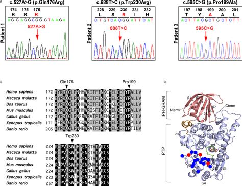 (a) Three novel hemizygous variants identified in this study (c.527A>G ...