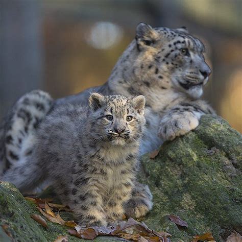 Wild Geography on Instagram: “Cute family😍 snow Leopard 😍 /Photography by © Peter Weimann # ...