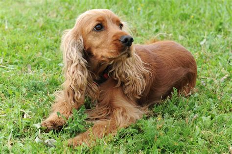 Top 8 English Cocker Spaniel Breeders In The States