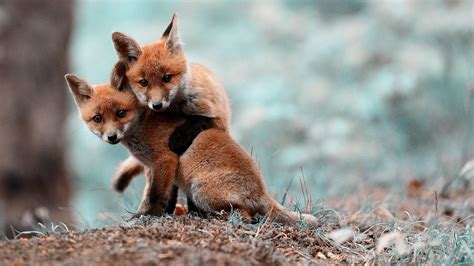 Baby Fox Wallpapers - Wallpaper Cave