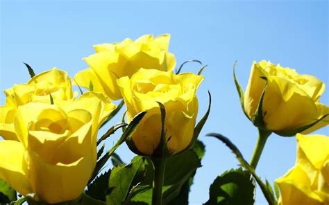 Yellow Roses Wallpapers - Wallpaper Cave