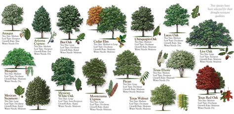 Shading Trees for San Antonio area | Ilustração científica | Pinterest | Ilustrações