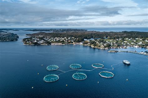 Millions of Salmon in Norway Killed by Algae Bloom - The New York Times