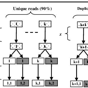 The UD-CSD (Unique,Duplicated-Coevolution,Speciation,Divergence)... | Download Scientific Diagram