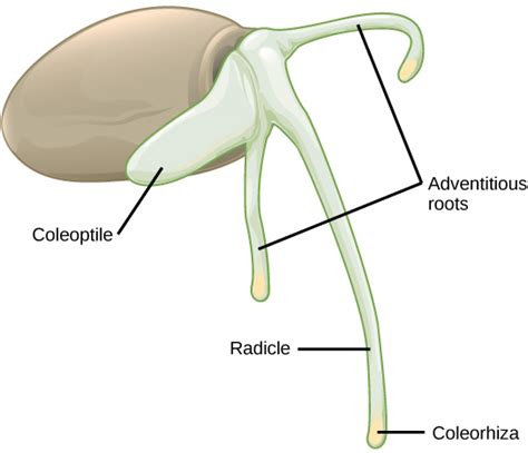 32.8: Pollination and Fertilization - Development of the Seed - Biology LibreTexts