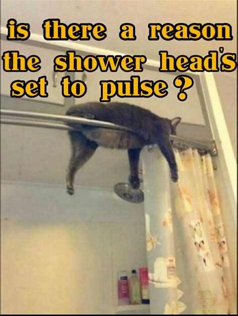 Kitty cat meme shower kitten poster | Cat memes, Fish pet, Free wallpaper