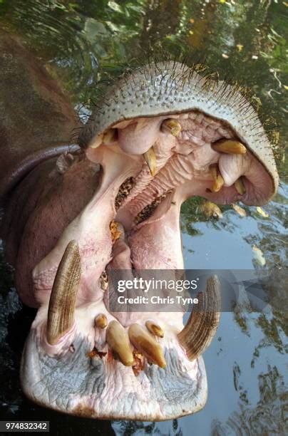 852 Hippo Teeth Stock Photos, High-Res Pictures, and Images - Getty Images