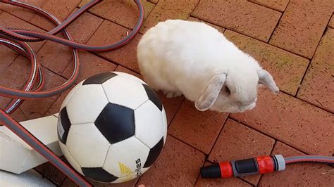 Bunny playing with soccer ball. - YouTube