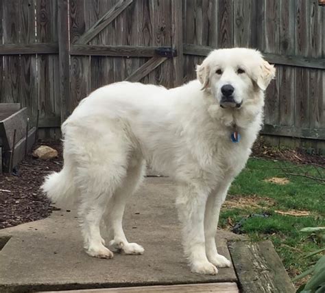 Great Pyrenees Info, Life Expectancy, Temperament, Puppies, Pictures