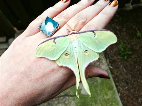 7 Luna Moth Symbolism and Spiritual Meaning in 2022