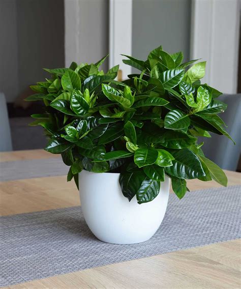 Gardenia care and growing guide: tips for these houseplants | Gardeningetc