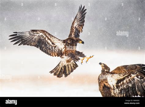 A pair of juvenile Bald Eagles attack each other in the falling snow in an open field in the ...