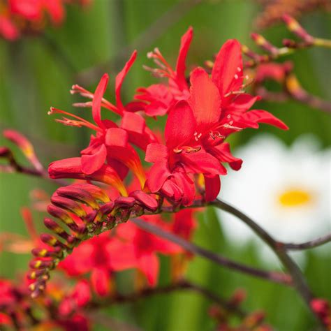 Crocosmia Lucifer Bulbs | Vibrant Red Crocosmia – Easy To Grow Bulbs