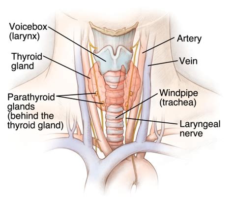 The Parathyroid Glands | Johns Hopkins Medicine