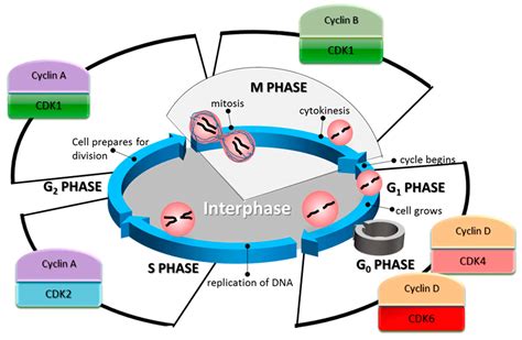 15 Astounding Facts About Cyclin-Dependent Kinases (CDKs) - Facts.net