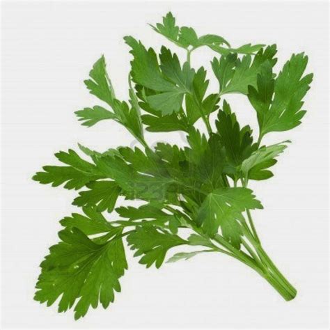 The Herb Hound: PARSLEY