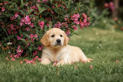 Top 7 Best Field Golden Retriever Breeders In The U.S.